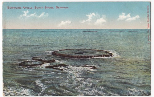 Bermuda serpuline atolls ppc - bermuda;,